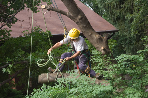 How Our Tree Care Process Works  in  Oelwein, IA